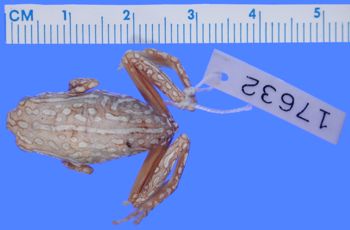 Media type: image; Herpetology A-17632